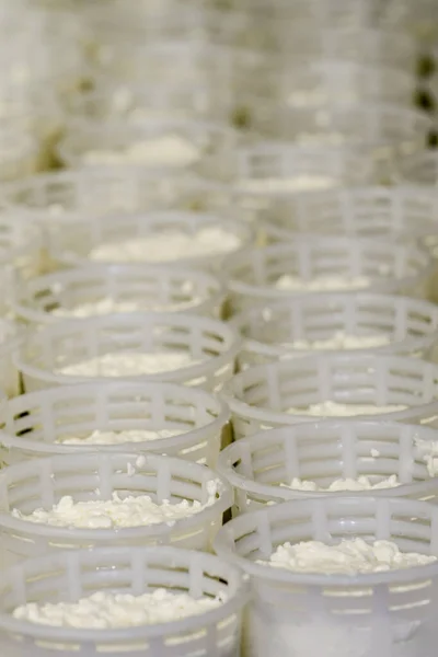 Artisan Production Fresh Goat Milk Cheese – stockfoto