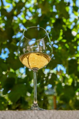 Bir bardak beyaz şarap, üzüm bağının arka planında..