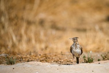 Özgürce ve kendi çevrelerinde kuşlar.