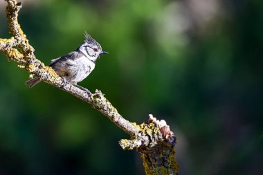 Lophophanes cristatus - The blue tit is a species of passerine bird in the Paridae family.