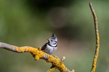 Lophophanes cristatus - The blue tit is a species of passerine bird in the Paridae family.