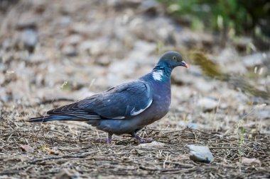 Columba palumbus - Orman güvercini Columbidae familyasından bir kuş türü..