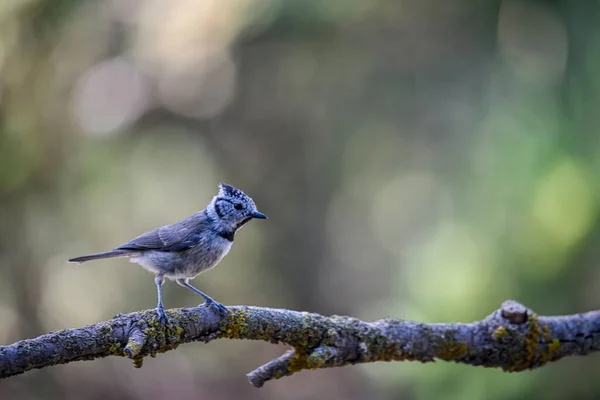 Lophophanes Cristatus Blue Tit Species Passerine Bird Paridae Family — Stockfoto