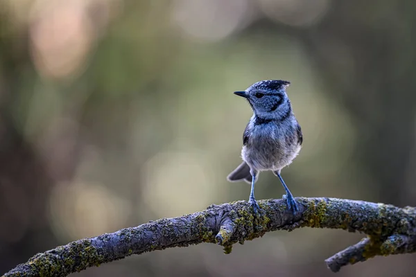 Lophophanes Cristatus Blue Tit Species Passerine Bird Paridae Family — Stockfoto