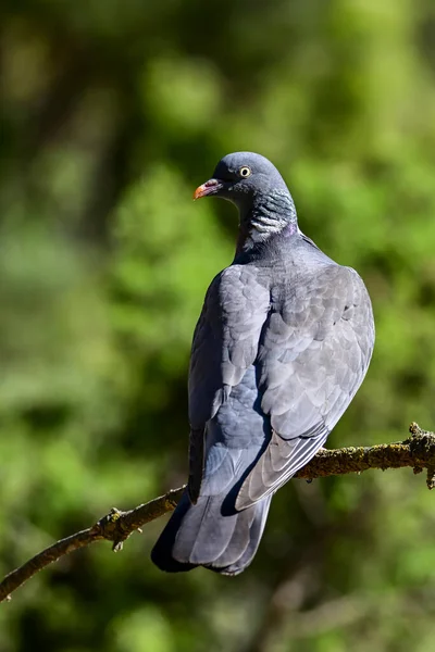 Columba Palumbus Paloma Leñosa Una Especie Ave Columbiforme Familia Columbidae —  Fotos de Stock