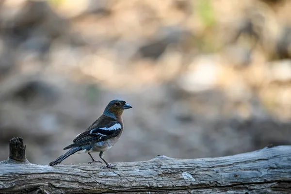 Alfinete Comum Coelebs Fringilla Passarinho Pequeno — Fotografia de Stock