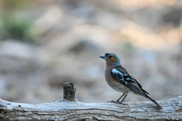 Gewone Vink Fringilla Coelebs Kleine Zangvogel — Stockfoto