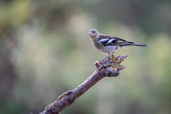 Ginster Oder Fringilla Coelebs Kleiner Passantenvogel — Stockfoto