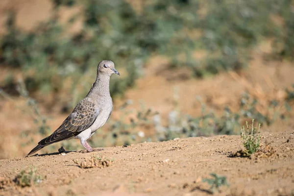 Streptopelia Turtur Gołąb Żółw Europejski Gatunek Ptaka Rodziny Gołębiowatych Columbidae — Zdjęcie stockowe