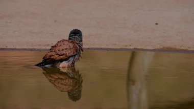 Falco tinnunculus, Falconidae familyasından bir kuş türü..