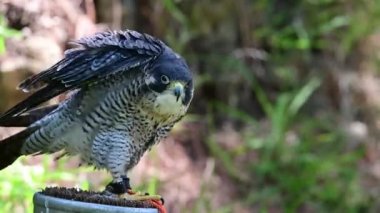 Falco biarmicus, Falconidae familyasından Falconidae familyasından bir kuş türü..