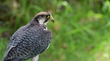 Falco biarmicus, Falconidae familyasından Falconidae familyasından bir kuş türü..