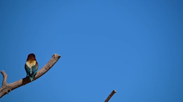 Bee Eater Perched Dry Branch Tree — Video