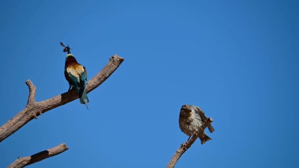 Bee Eater Perched Dry Branch Tree — Vídeo de Stock