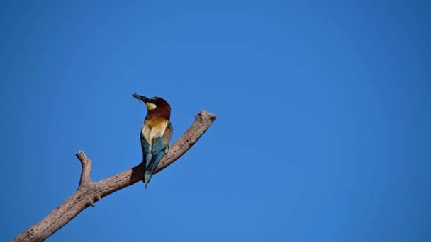 Bee Eater Perched Dry Branch Tree — Wideo stockowe