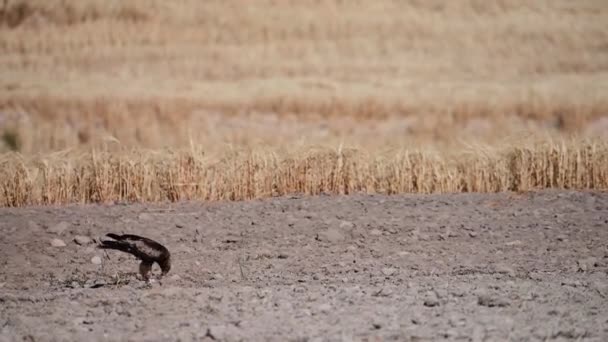 Hieraaetus Pennatus Aquila Reale Una Specie Uccello Accipitriforme Della Famiglia — Video Stock