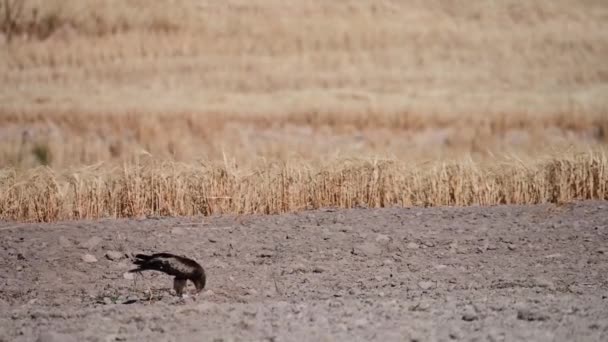 Hieraaetus Pennatus Águila Botada Una Especie Ave Accipitriforme Familia Accipitridae — Vídeo de stock