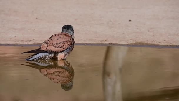 Falco Tinnunculus Crécerelle Commun Est Une Espèce Oiseau Fauconiforme Famille — Video