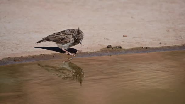 Птицы Свободе Окружающей Среде — стоковое видео