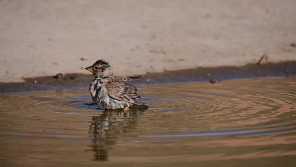 Petronia Petronia Moineau Hurleur Est Une Espèce Oiseau Passereau Famille — Video