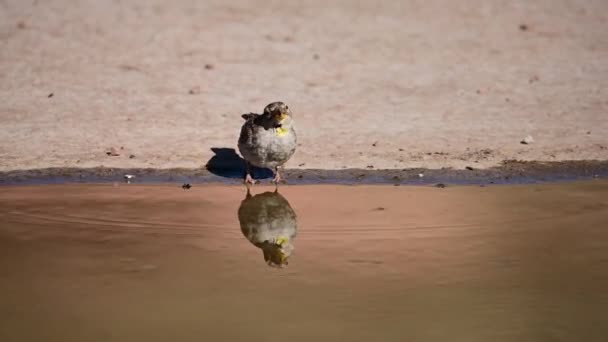 Petronia Petronia Howler Sparrow Species Passerine Bird Passeridae Family — Vídeo de Stock