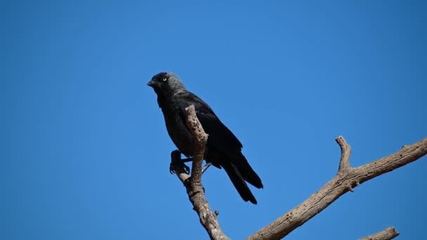 Coloeus Monedula Est Une Espèce Oiseaux Famille Des Corvidae — Video