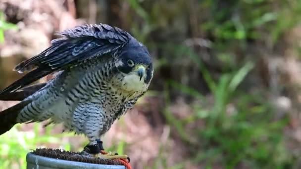 Falco Biarmicus Borni Falcon Barni Lanario Est Une Espèce Oiseaux — Video