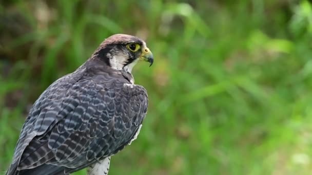 Falco Biarmicus Borni Falcon Barni Lanario Species Falconiform Bird Falconidae — Stok video