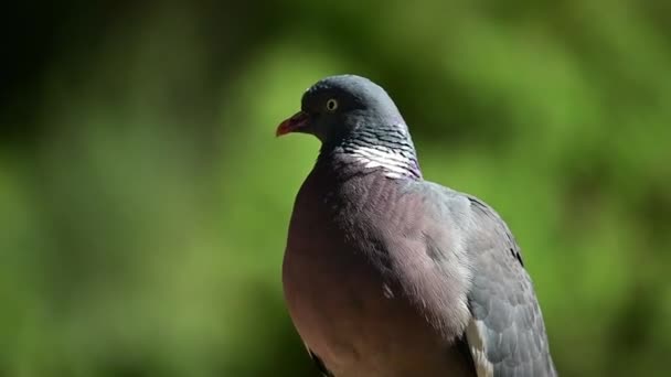 Columba Palumbus Träduvan Art Columbidae Fågel Familjen Columbidae — Stockvideo