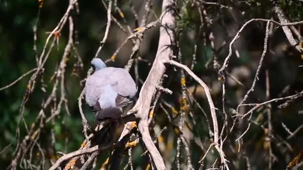 Coloma Palumbus Лесной Голубь Вид Колумбийской Птицы Семейства Colomidae — стоковое видео