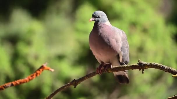 Columba Palumbus Holub Lesní Druh Kolumbiformního Ptáka Čeledi Columbidae — Stock video