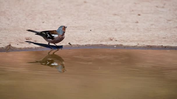 Chardonneret Commun Fringilla Coelebs Petit Passereau — Video