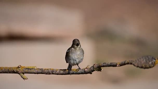 Burung Finch Atau Fringilla Coelebs Burung Pengicau Kecil — Stok Video