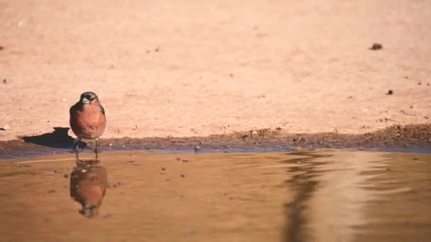Звичайні Дрібнички Або Котушки Фрінгілла Маленький Перехожий Птах — стокове відео