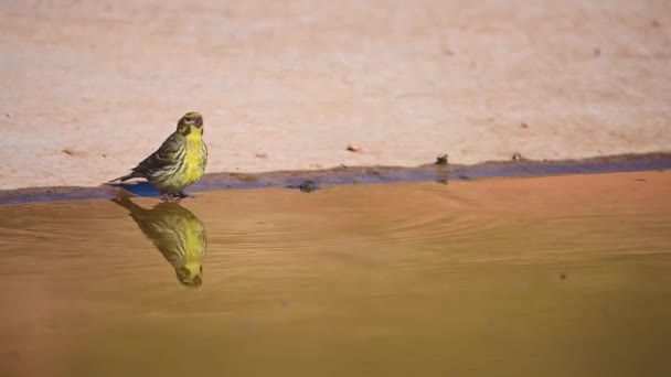 Serinus Serinus Den Verdigris Eller Serin Art Förbipasserande Fågel Fringillidae — Stockvideo