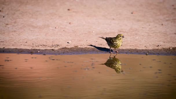 Serinus Serinus Verdigris Atau Serin Adalah Spesies Burung Pengicau Dalam — Stok Video