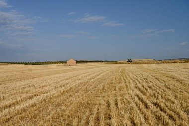 Cereal field landscape after harvest. Bales of hay in the field