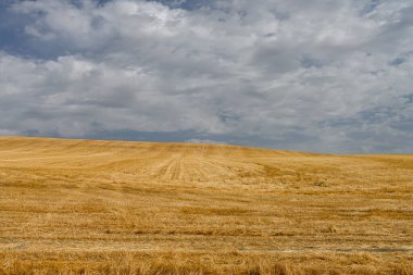 Cereal field landscape after harvest. Bales of hay in the field