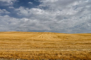 Cereal field landscape after harvest. Bales of hay in the field