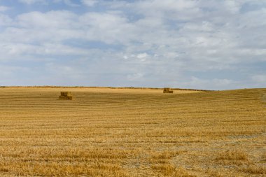 Cereal field landscape after harvest. Bales of hay in the field