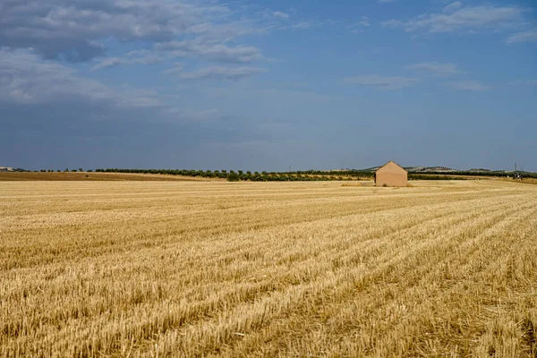 Cereal field landscape after harvest. Bales of hay in the field