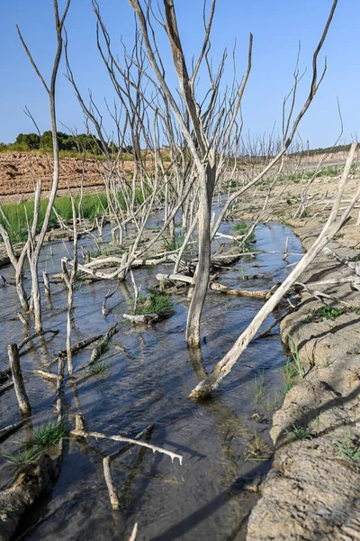 Small pool of water in a field of dry and cracked earth. Global warming and greenhouse effect