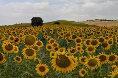 Yellow fields of sunflowers with a blue cloudy sky