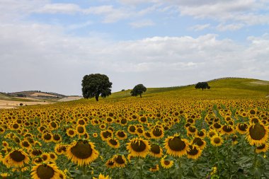 Yellow fields of sunflowers with a blue cloudy sky