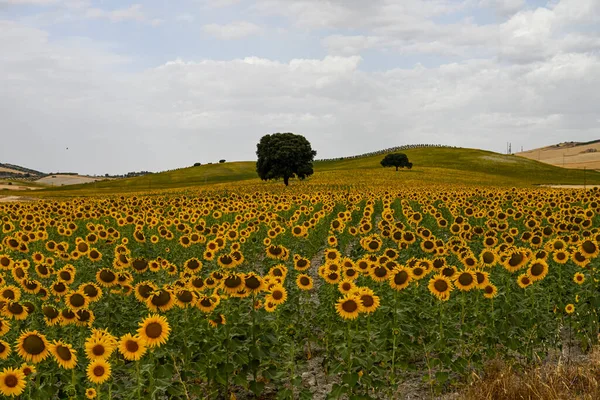 Yellow Fields Sunflowers Blue Cloudy Sky — Photo
