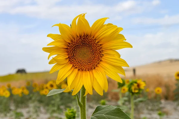 Bright Yellow Sunflower Field Plantation Background Blue Sky Sunny Day — 图库照片