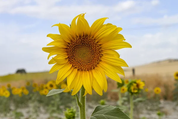 Bright Yellow Sunflower Field Plantation Background Blue Sky Sunny Day ロイヤリティフリーのストック画像