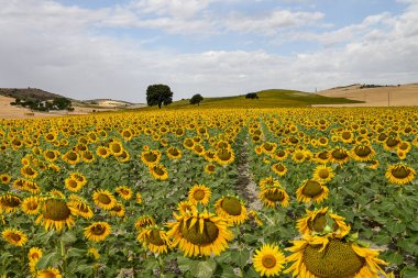 Yellow fields of sunflowers with a blue cloudy sky