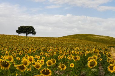 Yellow fields of sunflowers with a blue cloudy sky