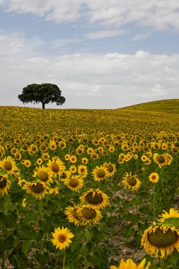 Yellow fields of sunflowers with a blue cloudy sky